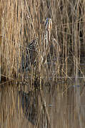 Eurasian Bittern