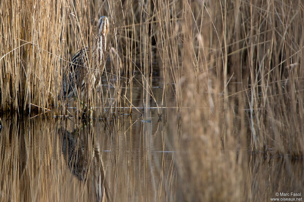 Eurasian Bitternadult, identification, camouflage