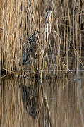 Eurasian Bittern