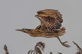 Eurasian Bittern