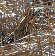 Eurasian Bittern