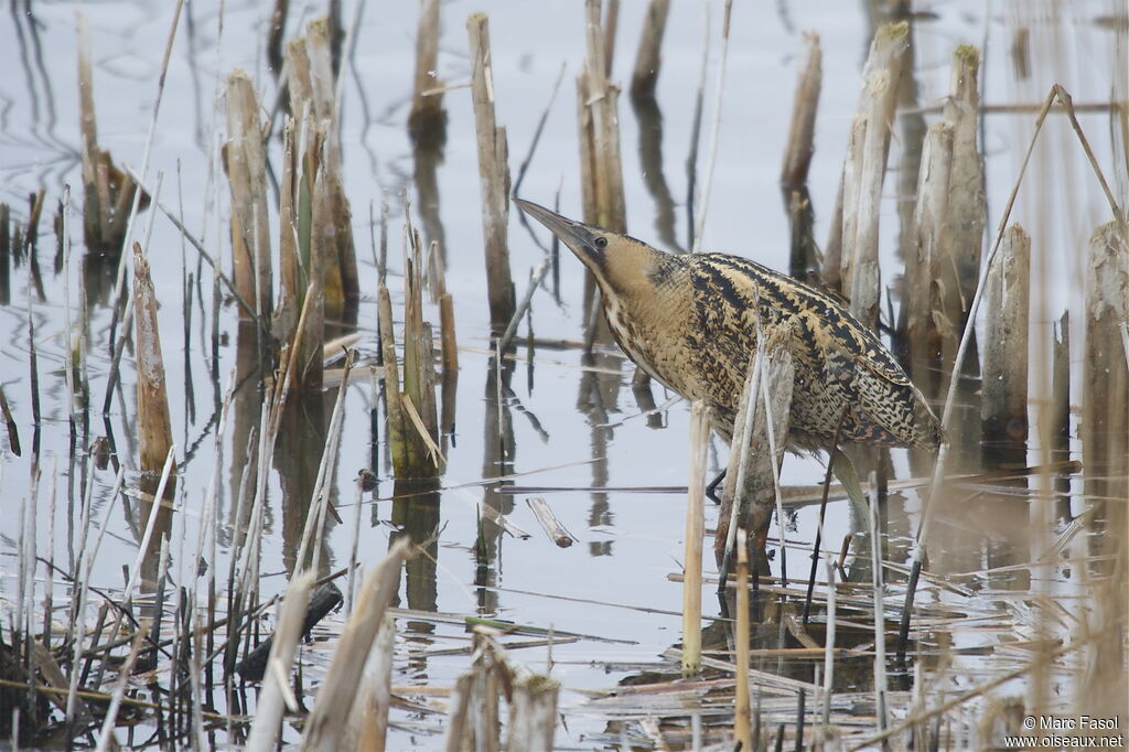 Eurasian Bitternadult post breeding, identification, Behaviour