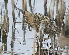 Eurasian Bittern