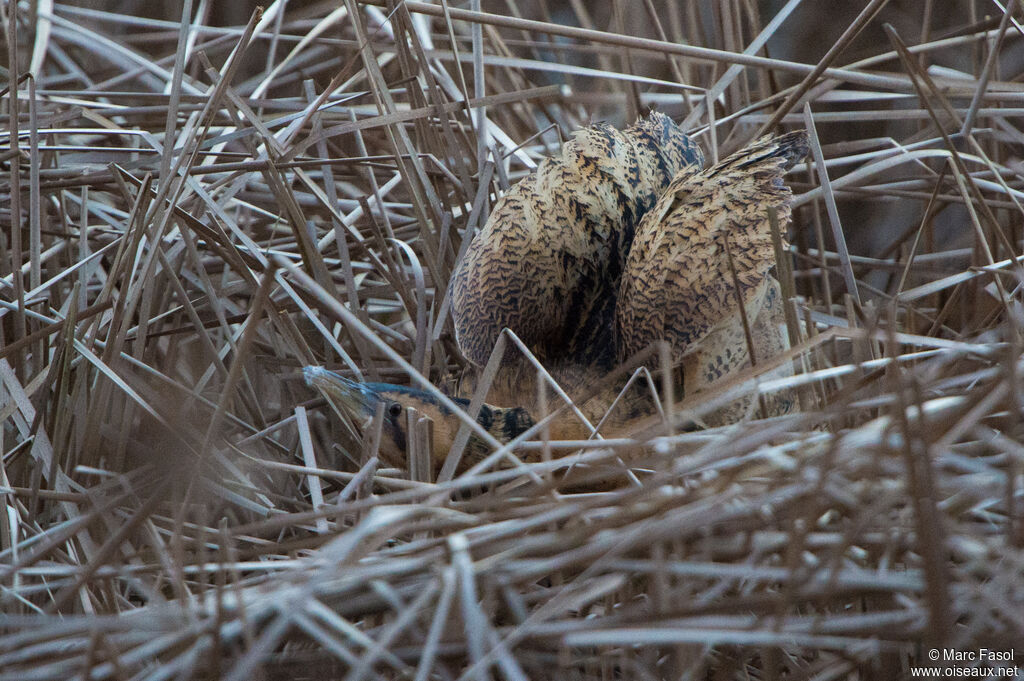 Butor étoiléadulte, camouflage