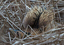 Eurasian Bittern