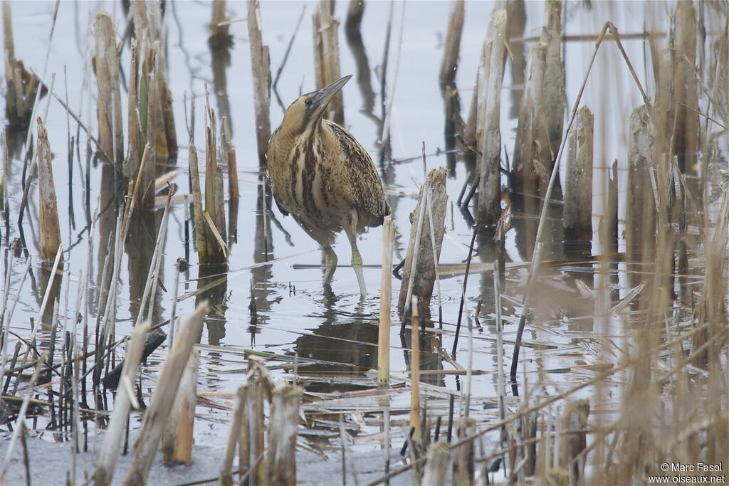 Eurasian Bitternadult post breeding, identification, Behaviour