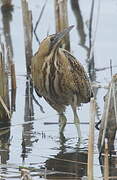 Eurasian Bittern