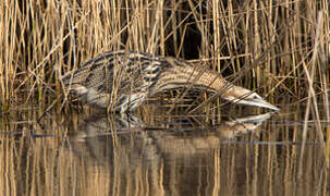 Eurasian Bittern