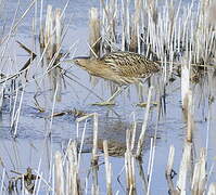 Eurasian Bittern