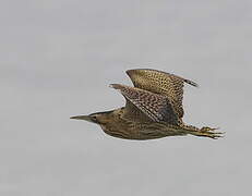 Eurasian Bittern