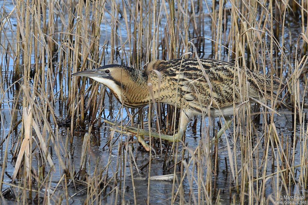 Eurasian Bitternadult post breeding, identification, Behaviour