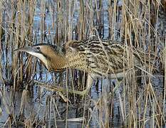 Eurasian Bittern