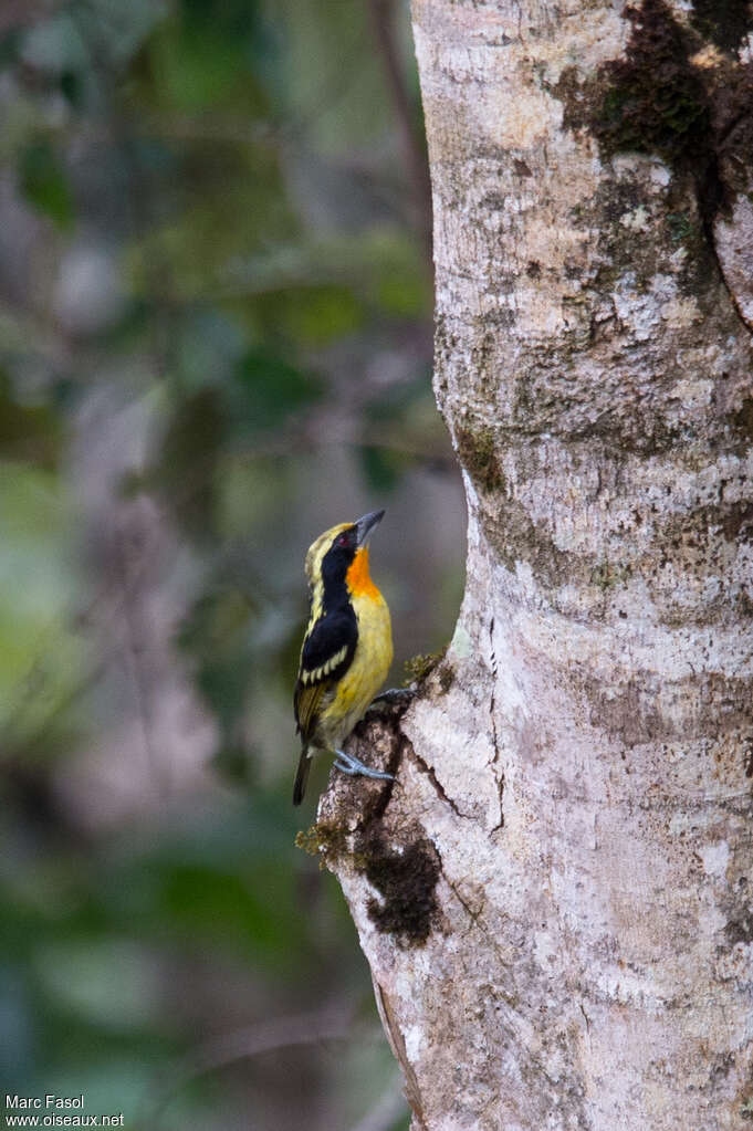 Gilded Barbet male adult, Behaviour