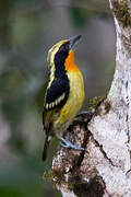 Gilded Barbet