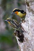 Gilded Barbet