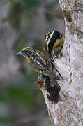 Gilded Barbet