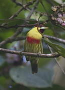 Versicolored Barbet