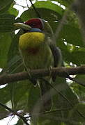 Versicolored Barbet