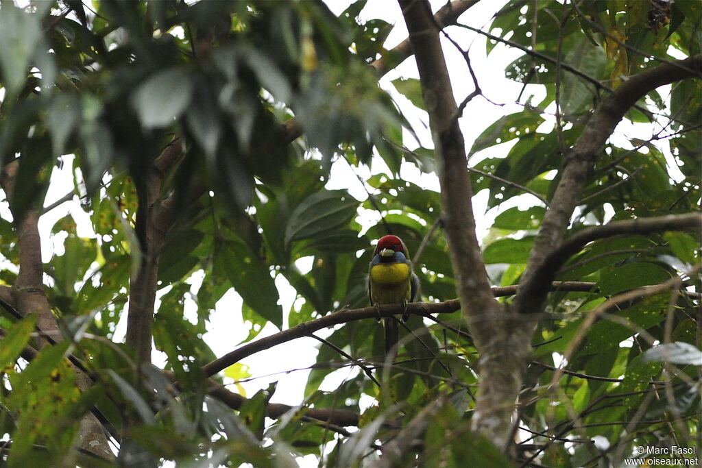 Versicolored Barbet male adult