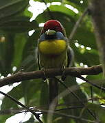 Versicolored Barbet