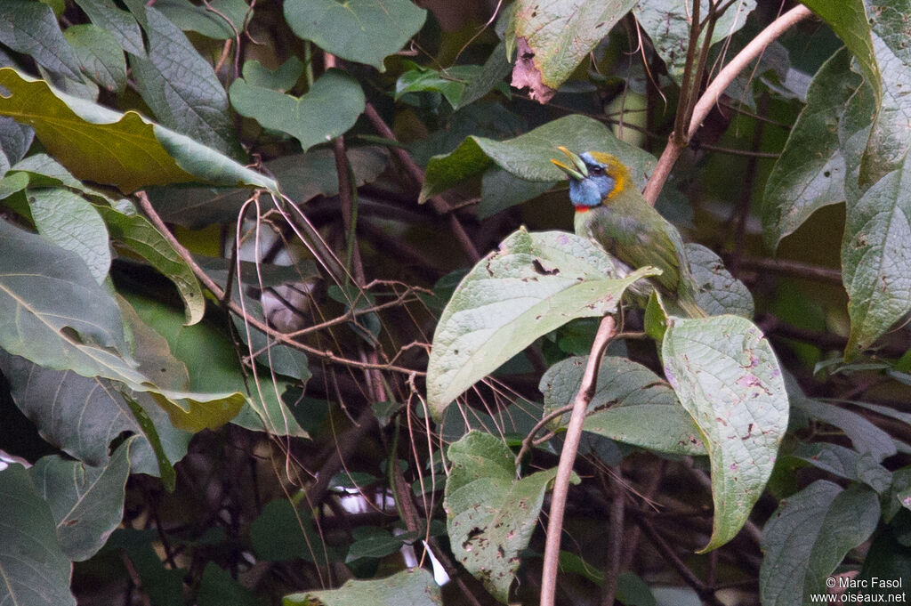 Versicolored Barbet female adult, identification