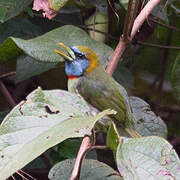 Versicolored Barbet