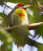 Versicolored Barbet