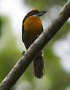 Scarlet-crowned Barbet