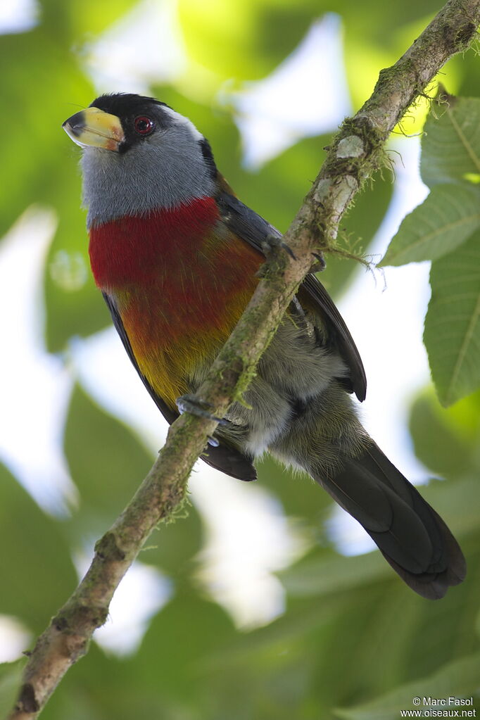 Toucan Barbetadult, identification