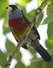 Cabézon toucan