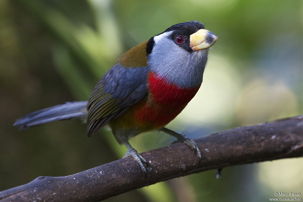 Toucan Barbetadult, identification