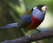 Toucan Barbet