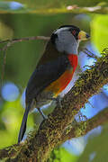 Toucan Barbet