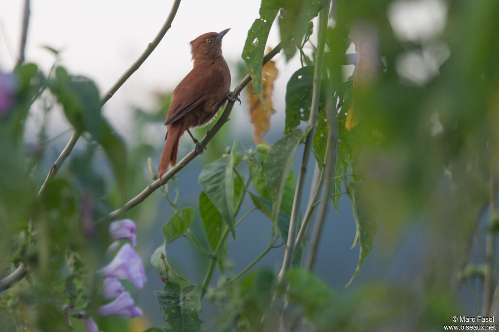 Caatinga Cacholoteadult, identification