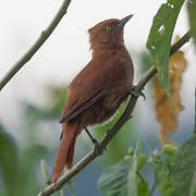 Caatinga Cacholote