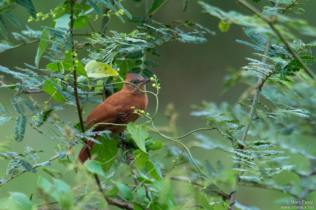 Caatinga Cacholotejuvenile, identification