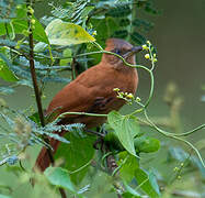 Caatinga Cacholote