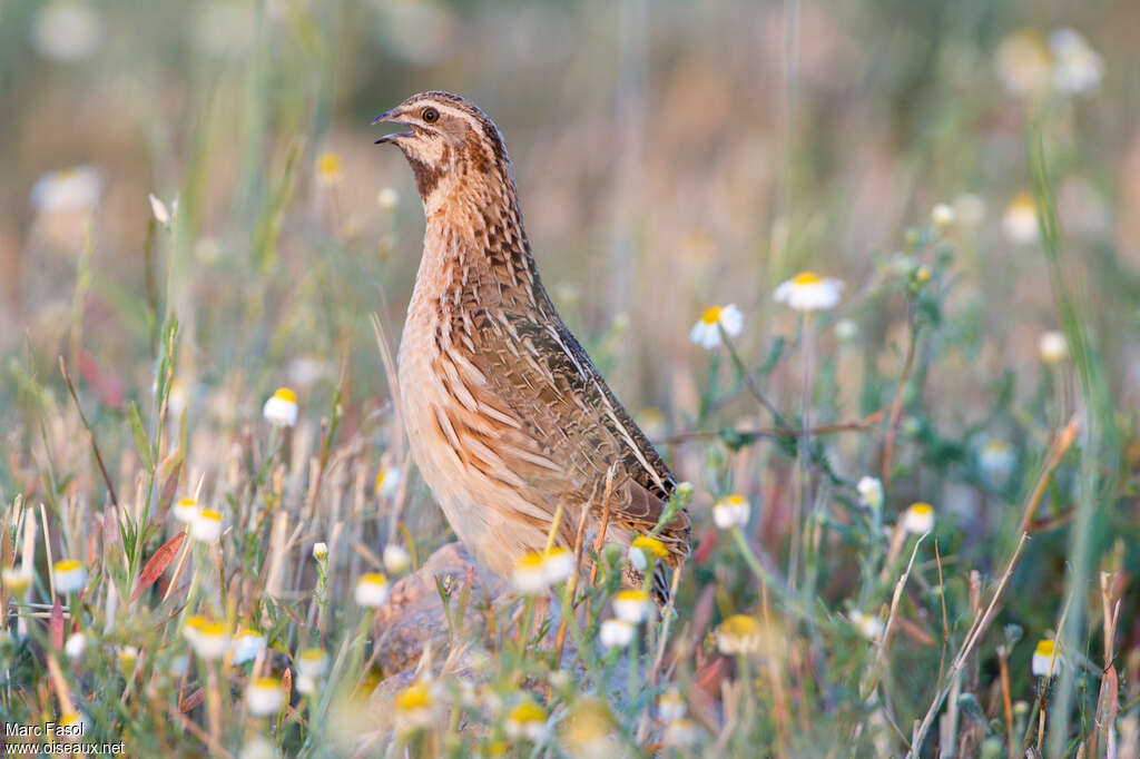 Common Quail male adult breeding, song