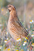 Common Quail