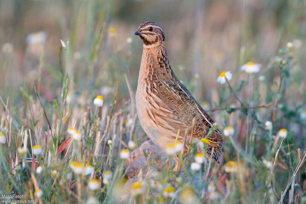 Caille des blésadulte nuptial, identification