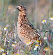 Common Quail