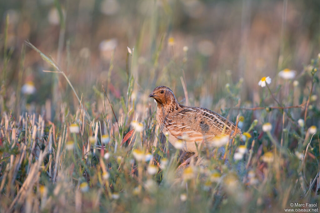 Caille des blésadulte nuptial, identification