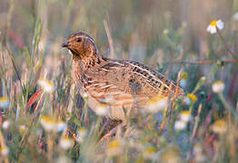 Common Quail