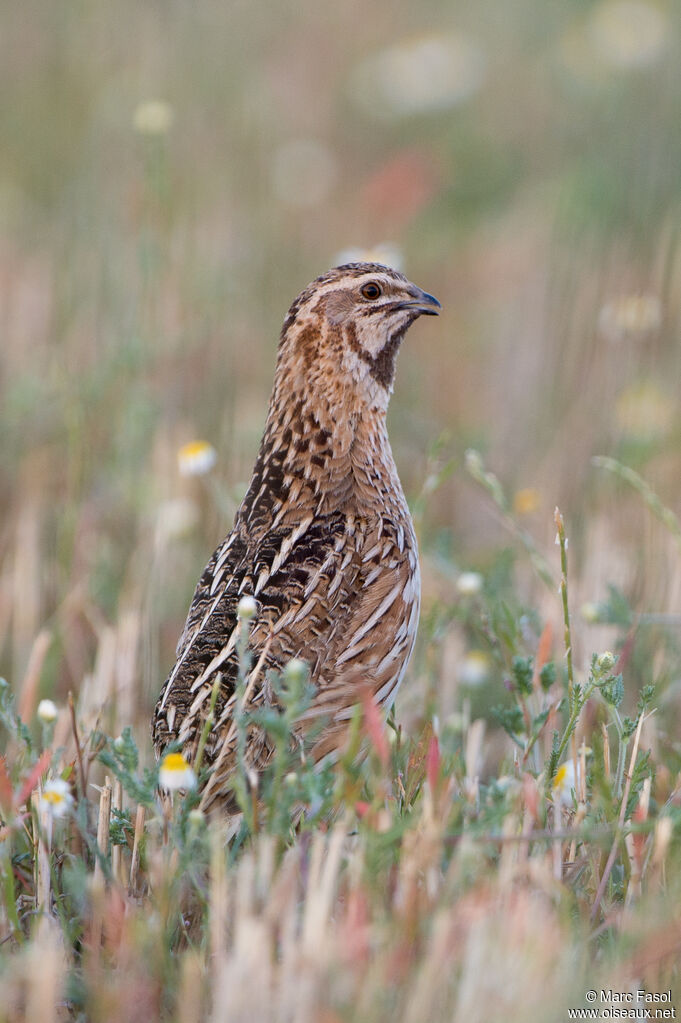 Common Quail male, identification, song