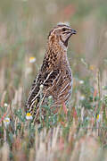 Common Quail