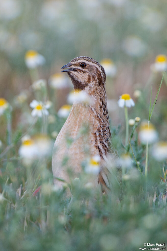 Common Quail male adult breeding, identification, song