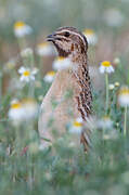 Common Quail