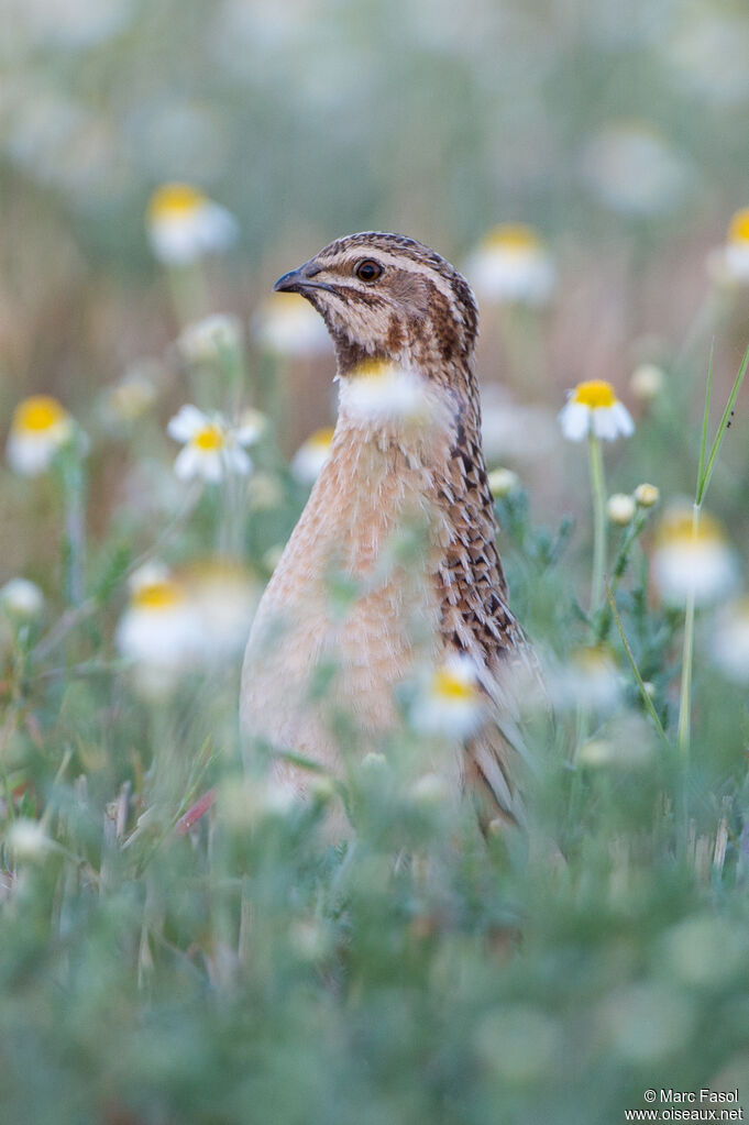 Common Quail male adult, identification