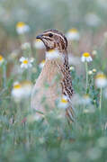 Common Quail