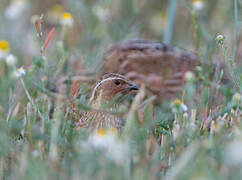 Common Quail